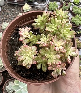 A. SEDIFOLIUM VAR. POTE 9