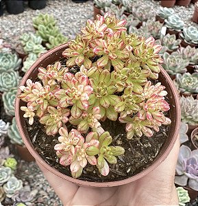 A. SEDIFOLIUM VAR. POTE 9