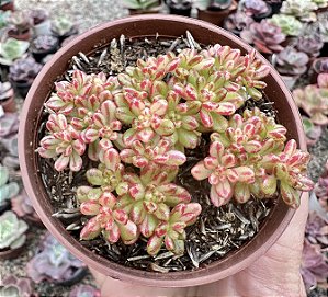 A. SEDIFOLIUM VAR. POTE 9