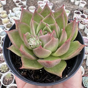 E. MAX POTE 9