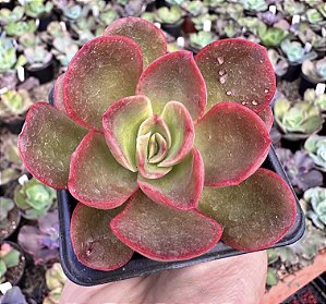 E. KAKUREI POTE 7