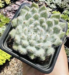 E. SETOSA F 042 POTE 7