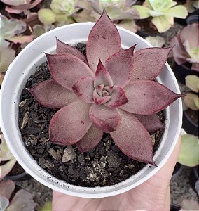 E. SCARLET RUBY POTE 9