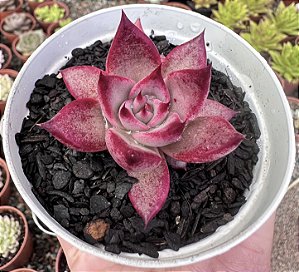 E. SCARLET RUBY POTE 9