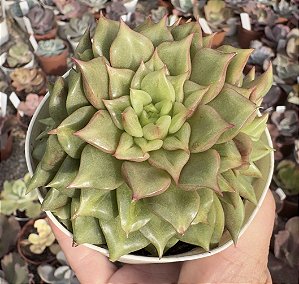 E. TESLA POTE 9