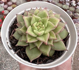 E. TESLA POTE 9