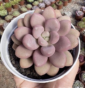 GRAP. AMESTHYSTINUM RED POTE 9