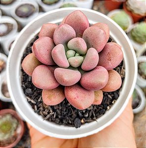 GRAP. AMESTHYSTINUM RED POTE 9