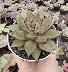 E. PURPUSORUM X ROMEO POTE 9