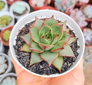E. PURPUSORUM X ROMEO POTE 9