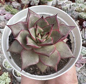 E. PURPUSORUM X ROMEO POTE 9