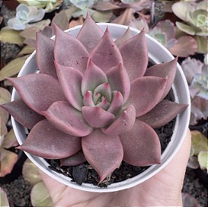 E. TOBARENSIS X ROMEO POTE 9