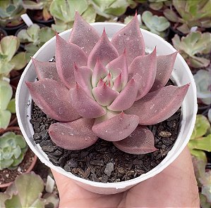 E. TOBARENSIS X ROMEO POTE 9