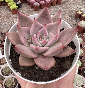 E. TOBARENSIS X ROMEO POTE 9
