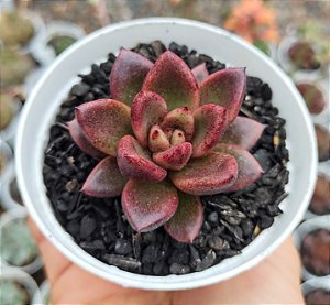 E. ABUNDANT ROSE POTE 9