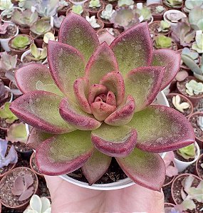 E. ABUNDANT ROSE POTE 9