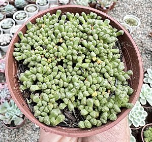 NEOHENRICIA SIBBETTII POTE 9