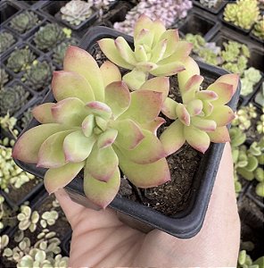 E. MINI BELLE POTE 7