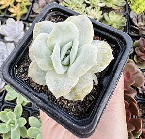 GRAP. LOVELY ROSE REVERSA POTE 7