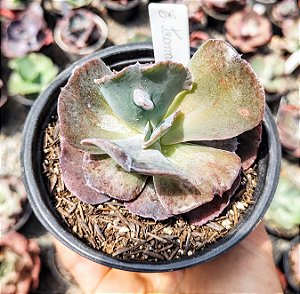 E. GIBB. TRAMADOL POTE 11
