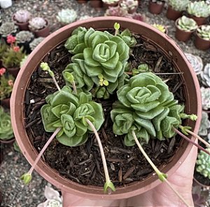 C. SUSANNAE POTE 9