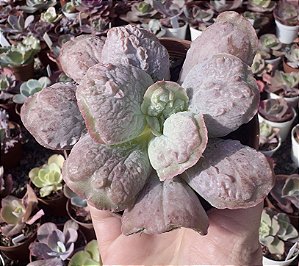 E. GIBB. LÍNGUAS POTE 9