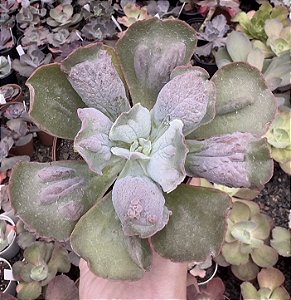 E. GIBB. LÍNGUAS POTE 9