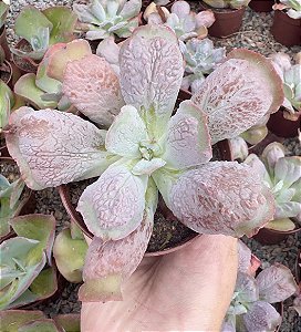 E. GIBB. LÍNGUAS POTE 9