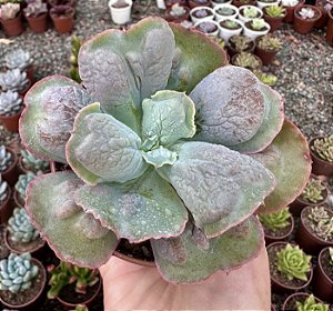 E. GIBB. LÍNGUAS  POTE 9