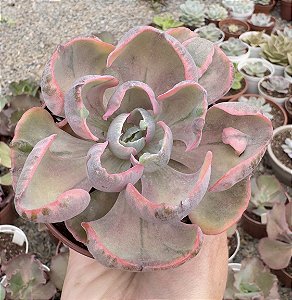 ECH. BEYONCÉ RAINBOW POTE 9