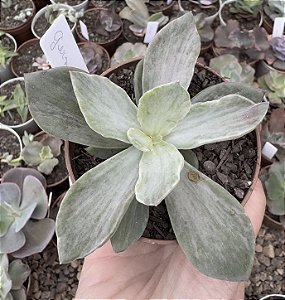 E. GIBB. GERMAN VAR. POTE 9