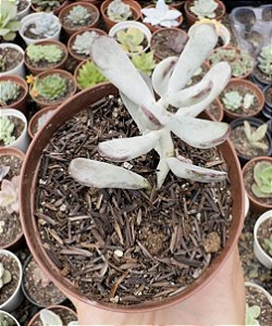 COTY. FLANAGANII POTE 9