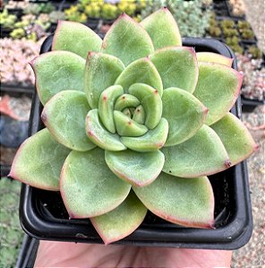 E. GILVA RED POTE 7