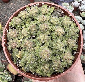 C. SETULOSA VAR. TRANSVAAL DRAKENSBERG POTE 9
