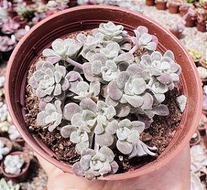 SED. SPATHULIFOLIUM CAPE BLANCO POTE 9