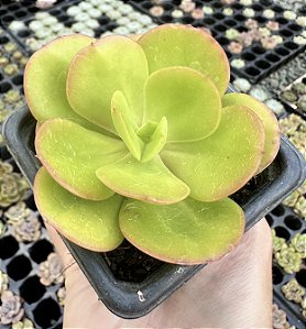 E. GINMEI TENNYO POTE 7