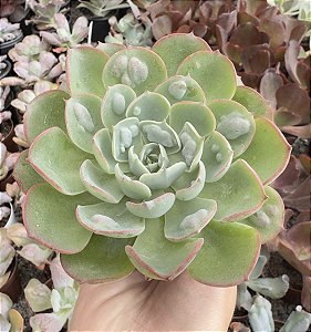 E. GIBB. RAINDROPS POTE 9