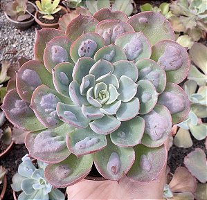 E. GIBB. RAINDROPS POTE 9