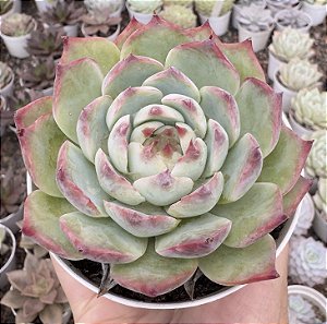 E. CASSIDY POTE 9
