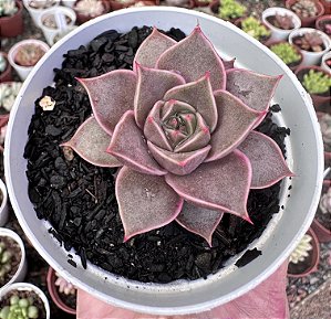 E. IMPERIAL POTE 9