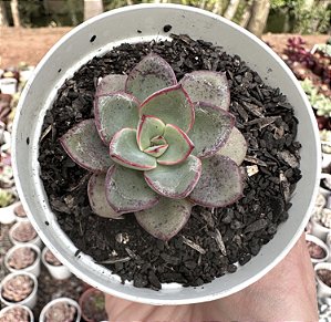 E. RIGA POTE 9