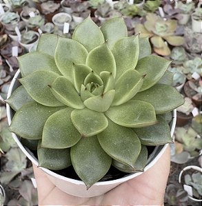 E. VIRIDESSA POTE 9