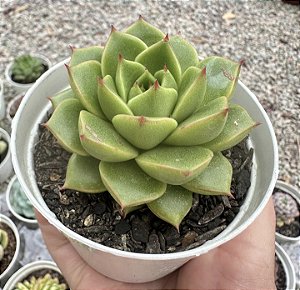 E. VIREDESSA POTE 9