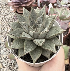E. PURPUSORUM WHITE POTE 9
