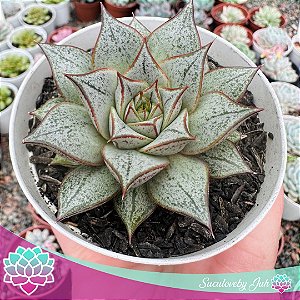 E. PURPUSORUM WHITE POTE 9