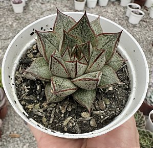 E. PURPUSORUM WHITE POTE 9