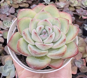 E. PUFF POTE 9