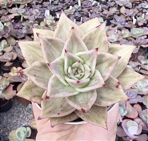 E. JADE STAR VARIEGATA POTE 9