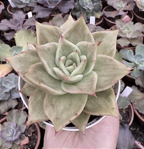 E. JADE STAR VARIEGATA POTE 9