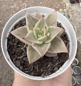 E. JADE STAR VARIEGATA POTE 9